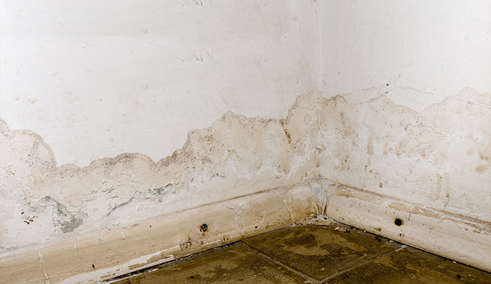 mold damage for water water leak